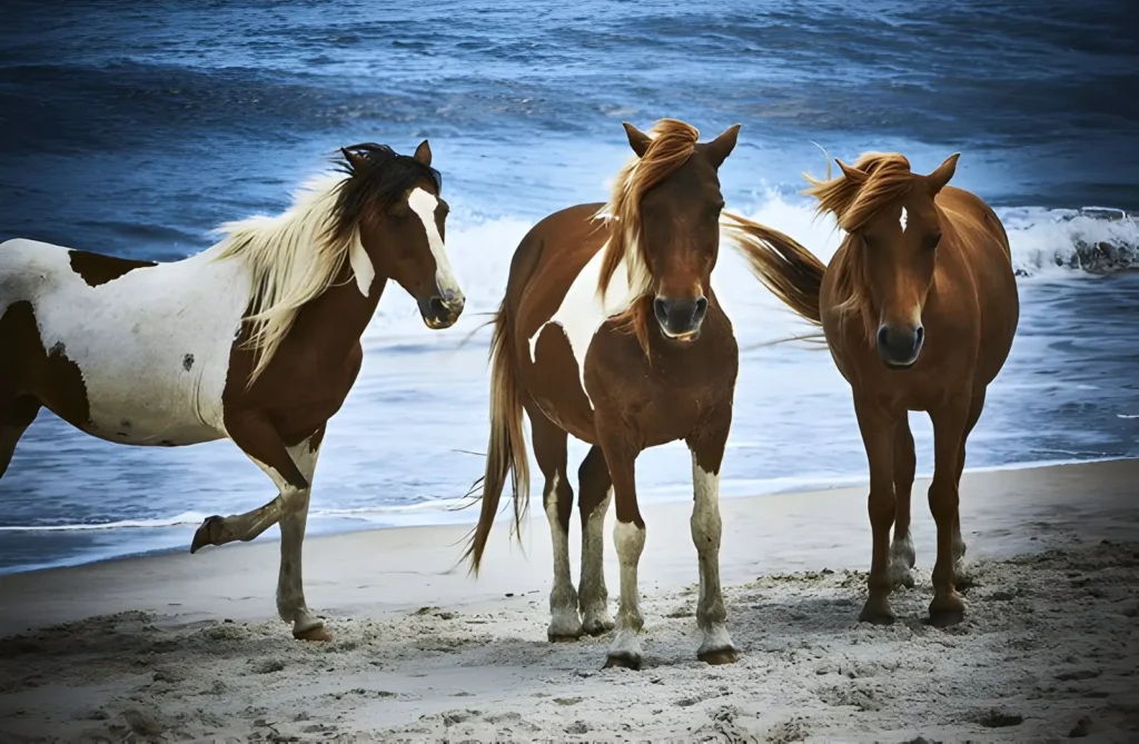 Beaches of Assateague Island