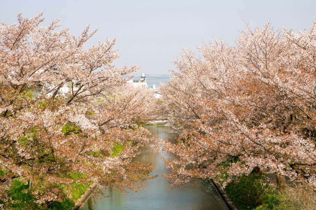 cherry blossom Washington DC